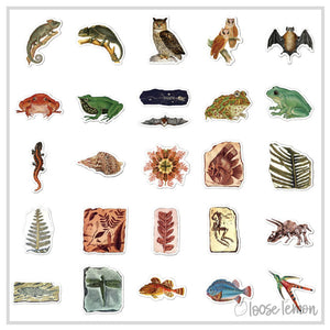 50 Sticker Set | Fossily